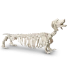 For Living Plastic Skeleton Dog, Spooky Halloween Indoor Bone Decorations, White, 21-in