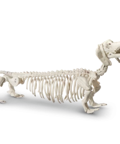 For Living Plastic Skeleton Dog, Spooky Halloween Indoor Bone Decorations, White, 21-in
