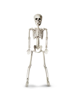 For Living Hanging Lifelike Human Skeleton, Scary Graveyard Halloween Look, White, 23 1/2-in
