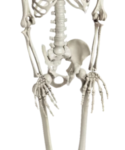 For Living Hanging Lifelike Human Skeleton, Ghost Decorations For Halloween, White, 36-in