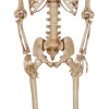 For Living Posable Skeleton, 5-ft