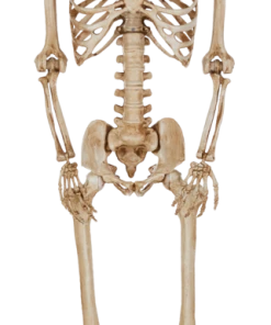 For Living Posable Skeleton, 5-ft