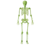 For Living Glow In The Dark Skeleton, Fluorescent Night Effect For Halloween, Green, 5-ft